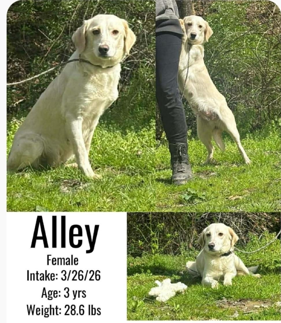 Enlarge Alley, a ADOPTABLE mixed breed in Ross, OH image 1/1