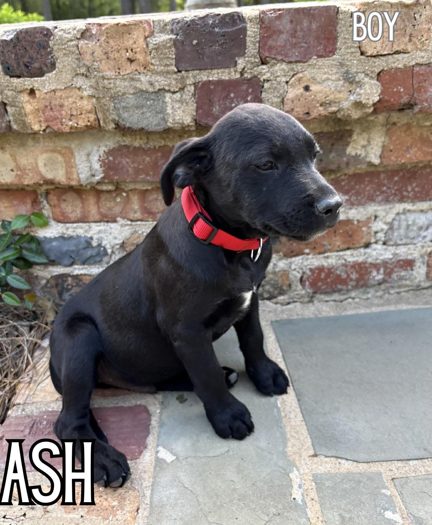 Ash, Adoptable, Puppy Male Labrador Retriever.