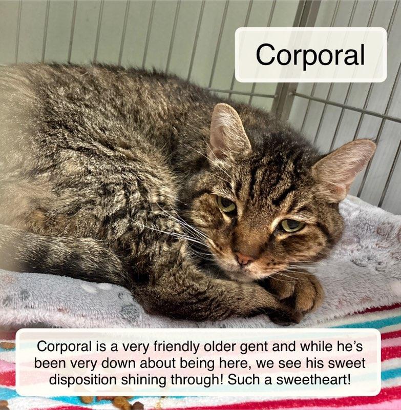 Enlarge Corporal, a Adoptable Domestic Short Hair in Ellicott City, MD image 1/4