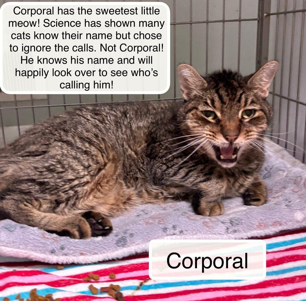 Enlarge Corporal, a Adoptable Domestic Short Hair in Ellicott City, MD image 4/4