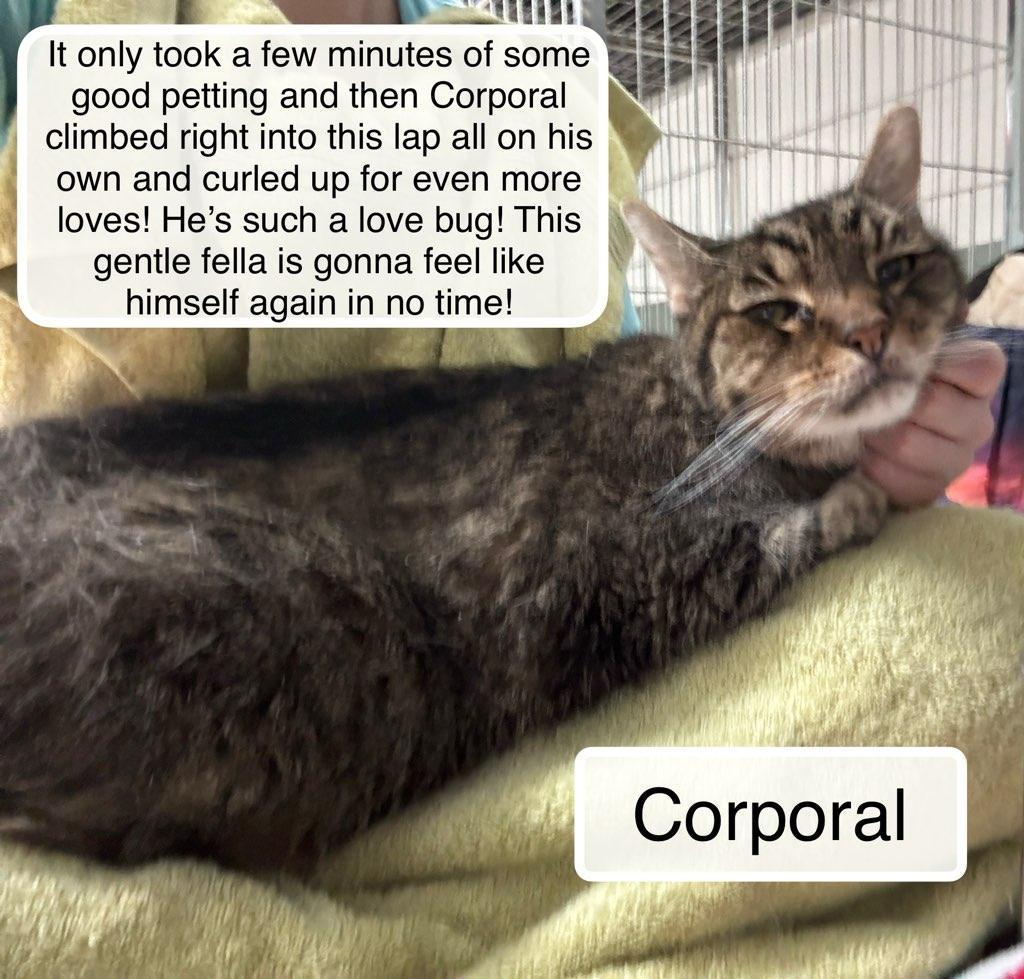 Enlarge Corporal, a Adoptable Domestic Short Hair in Ellicott City, MD image 3/4