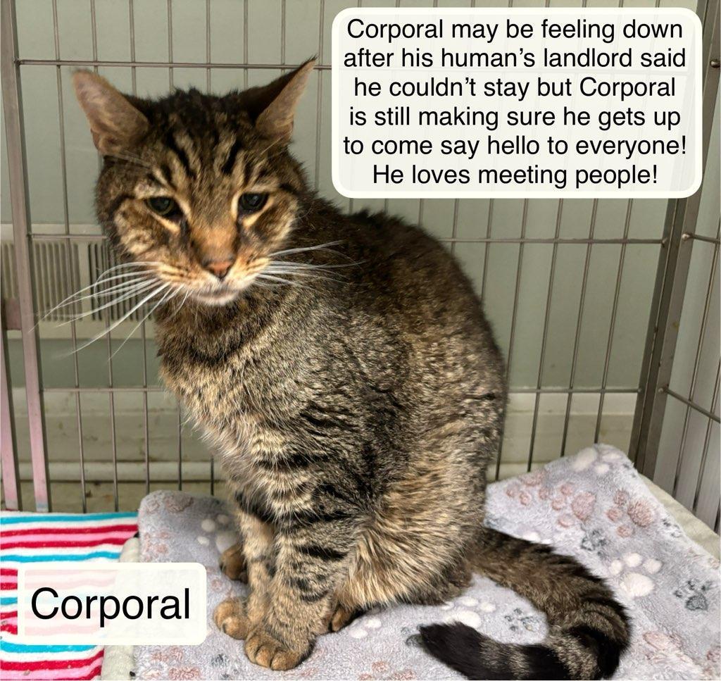Enlarge Corporal, a Adoptable Domestic Short Hair in Ellicott City, MD image 2/4