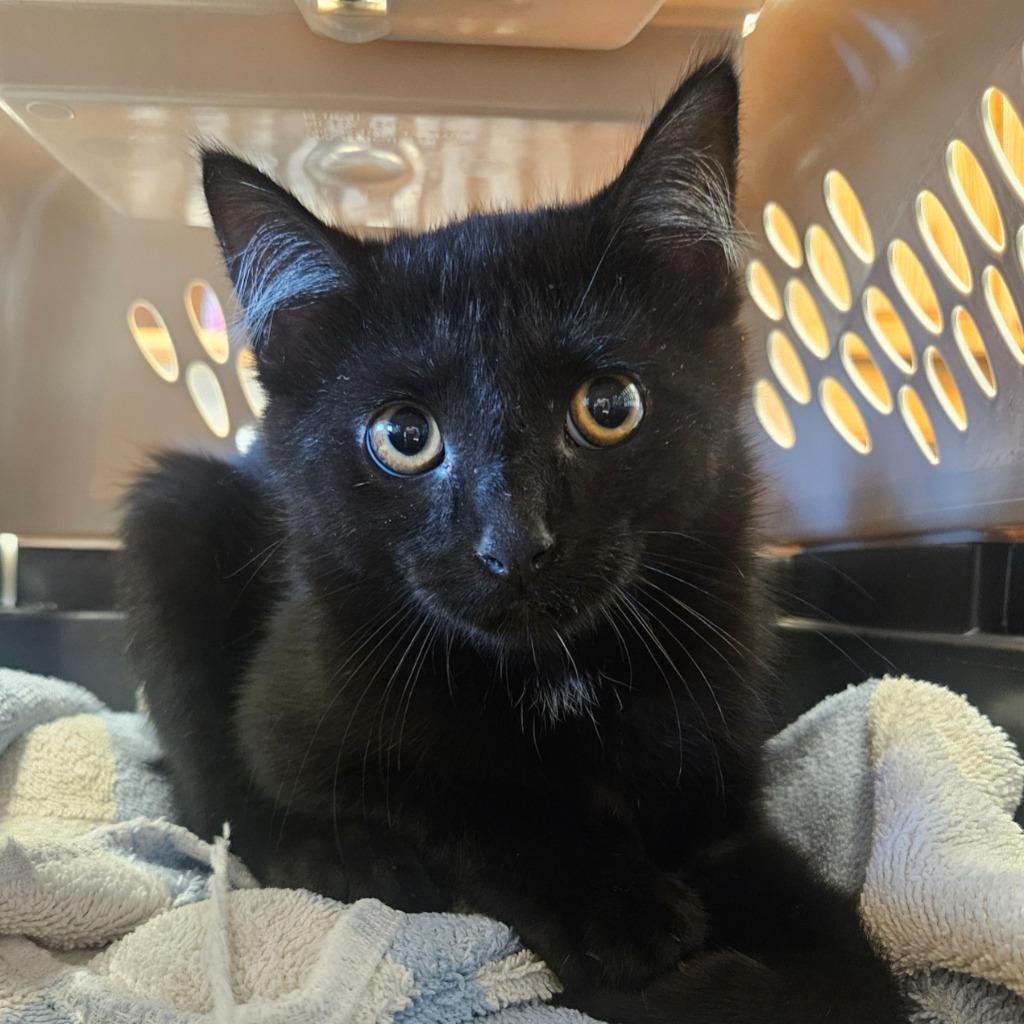 Franklin, Adopted, Kitten Male Domestic Short Hair.
