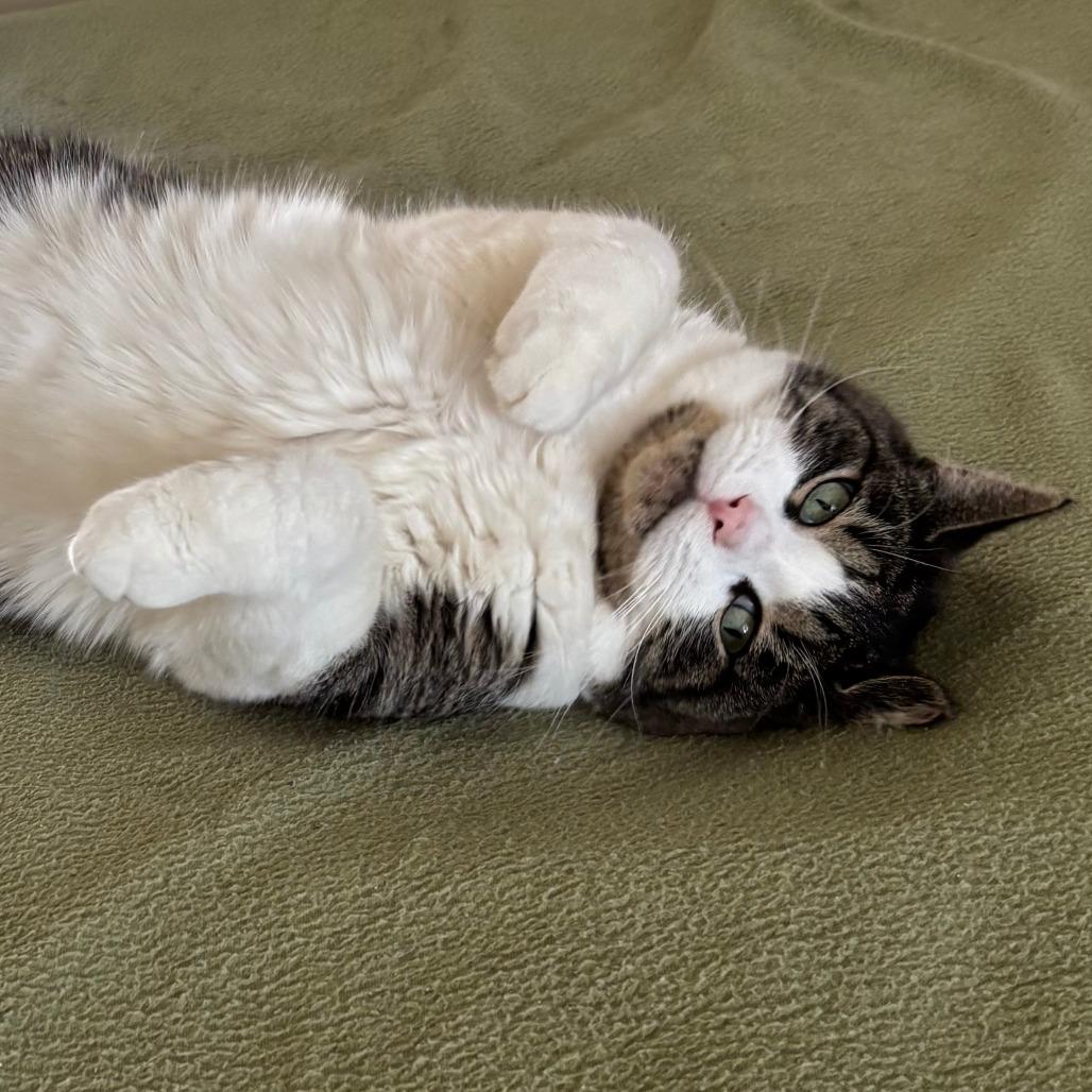 Cow Fish 55549, Adoptable, Adult Male Domestic Short Hair.