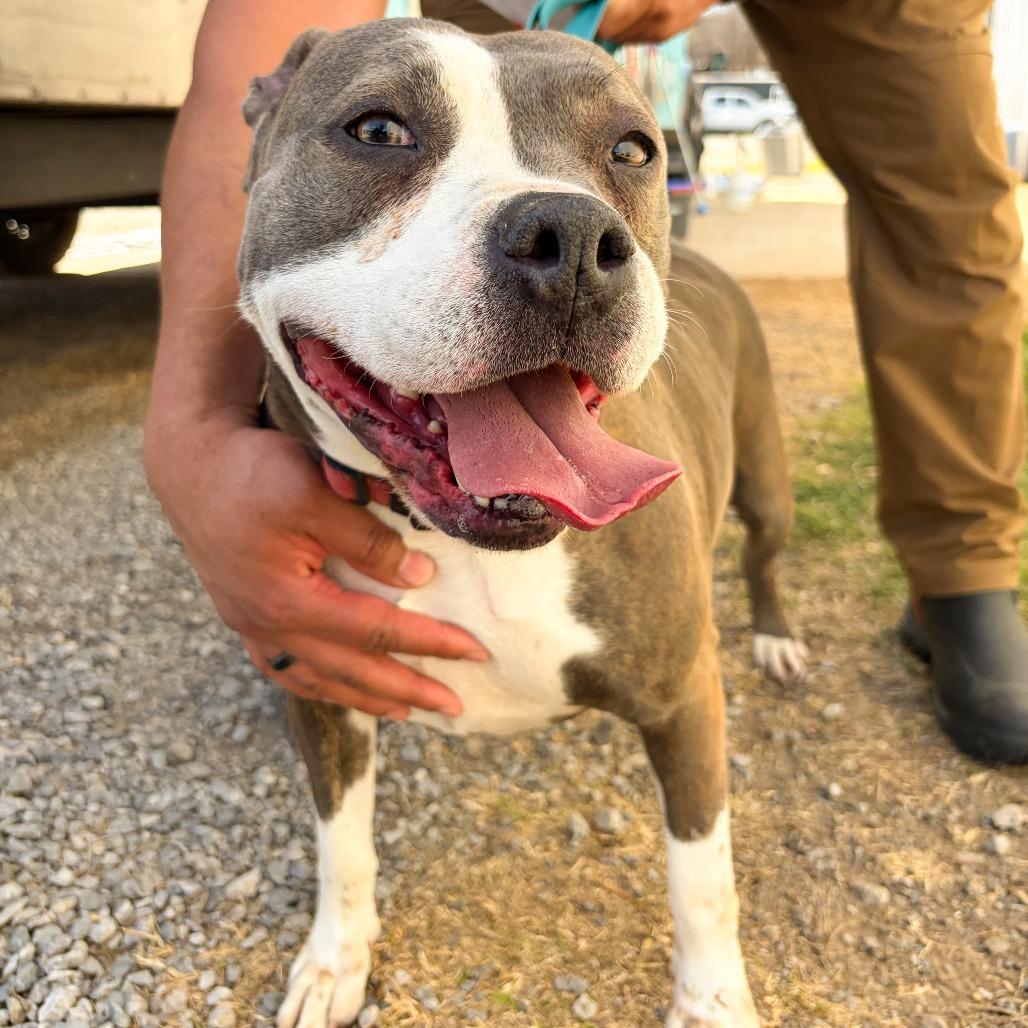 Hope, Adoptable, Adult Female Staffordshire Bull Terrier.