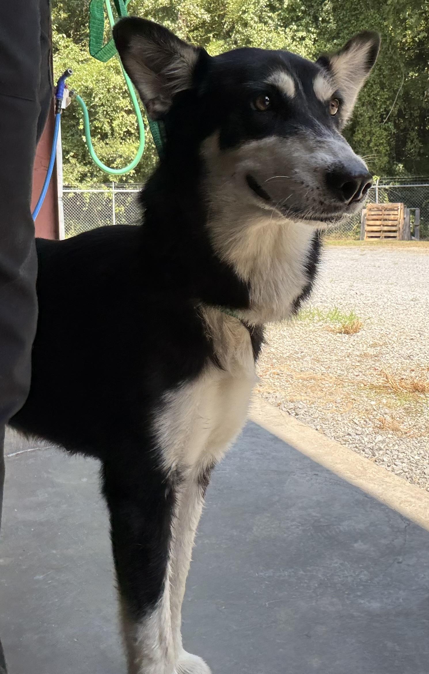 Ivanka, ADOPTABLE, Adult Female Husky.