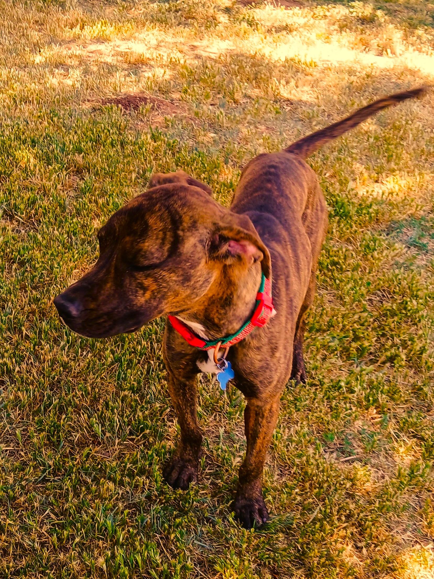 Finn, Adopted, Adult Male American Staffordshire Terrier & Tennessee Treeing Brindle.
