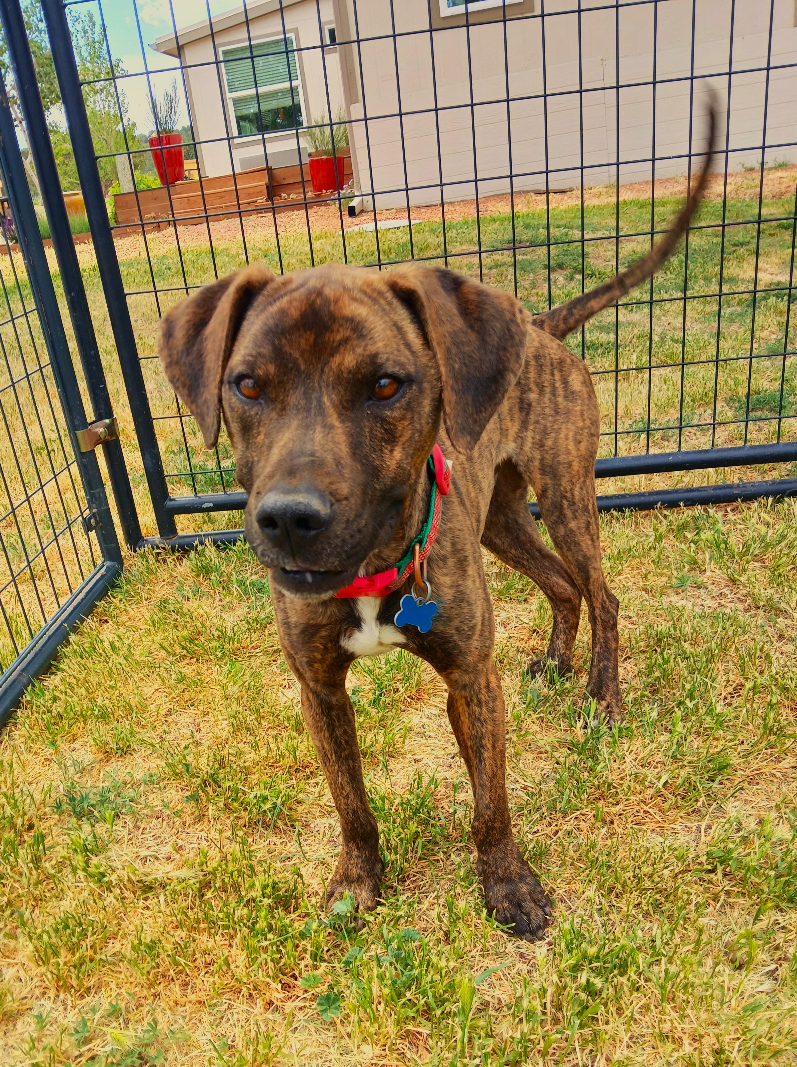 Finn, Adopted, Adult Male American Staffordshire Terrier & Tennessee Treeing Brindle.