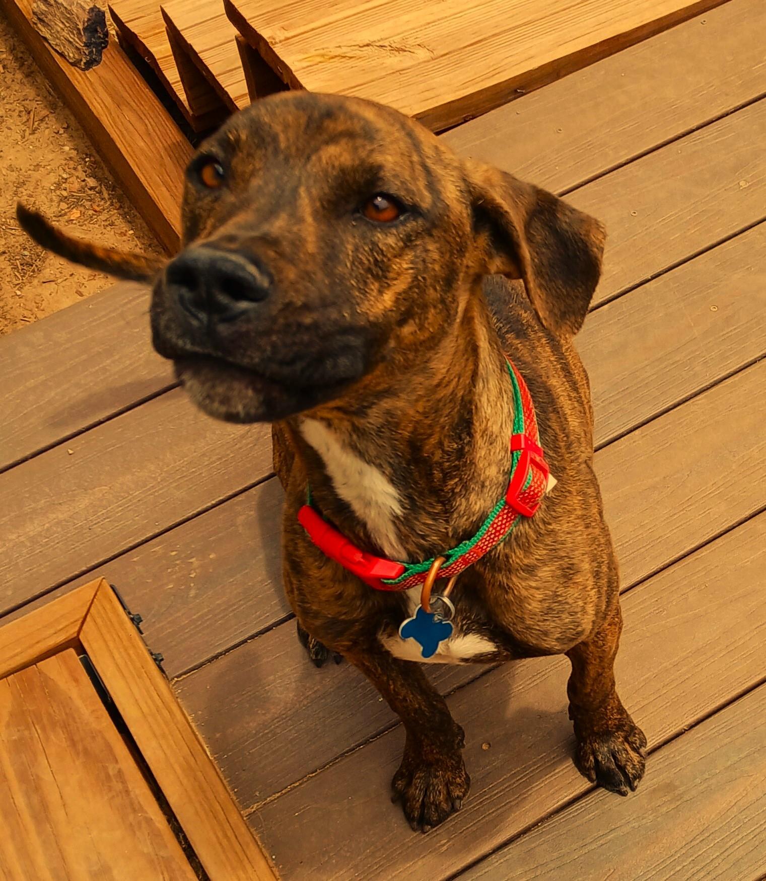 Enlarge Finn, a Adopted mixed breed in Edgewood, NM image 3/5