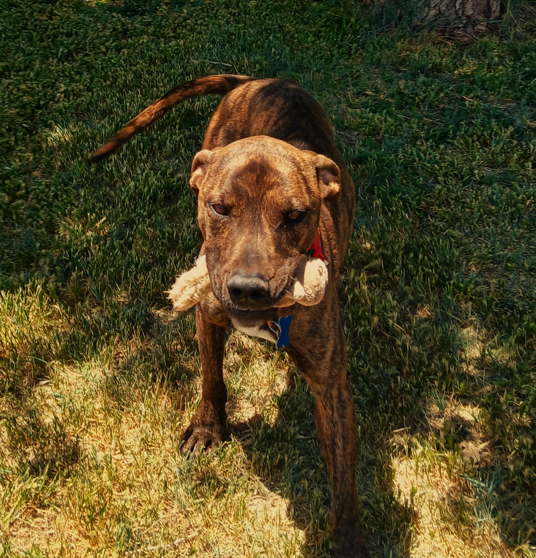 Enlarge Finn, a Adopted mixed breed in Edgewood, NM image 4/5