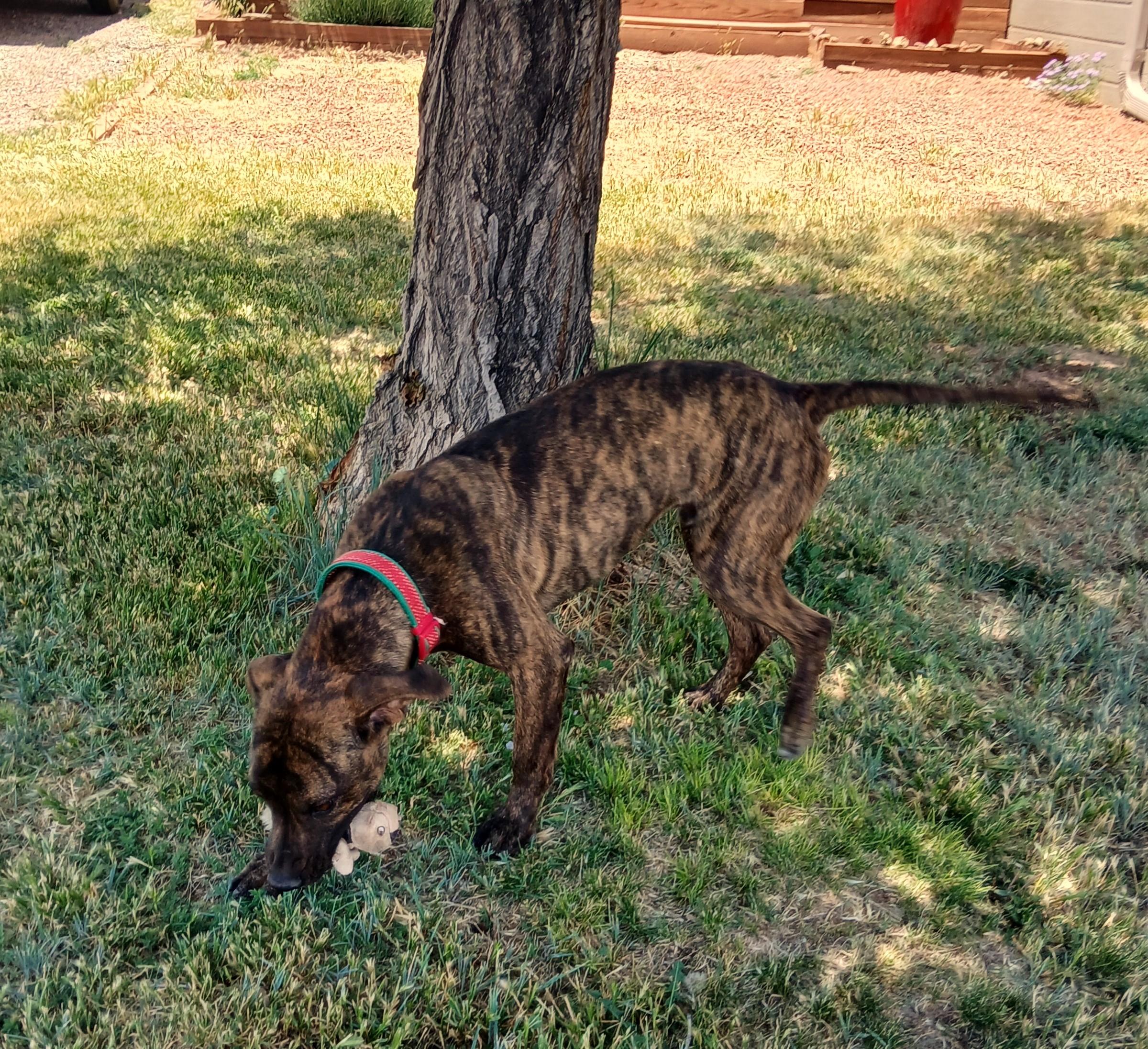 Enlarge Finn, a Adopted mixed breed in Edgewood, NM image 5/5