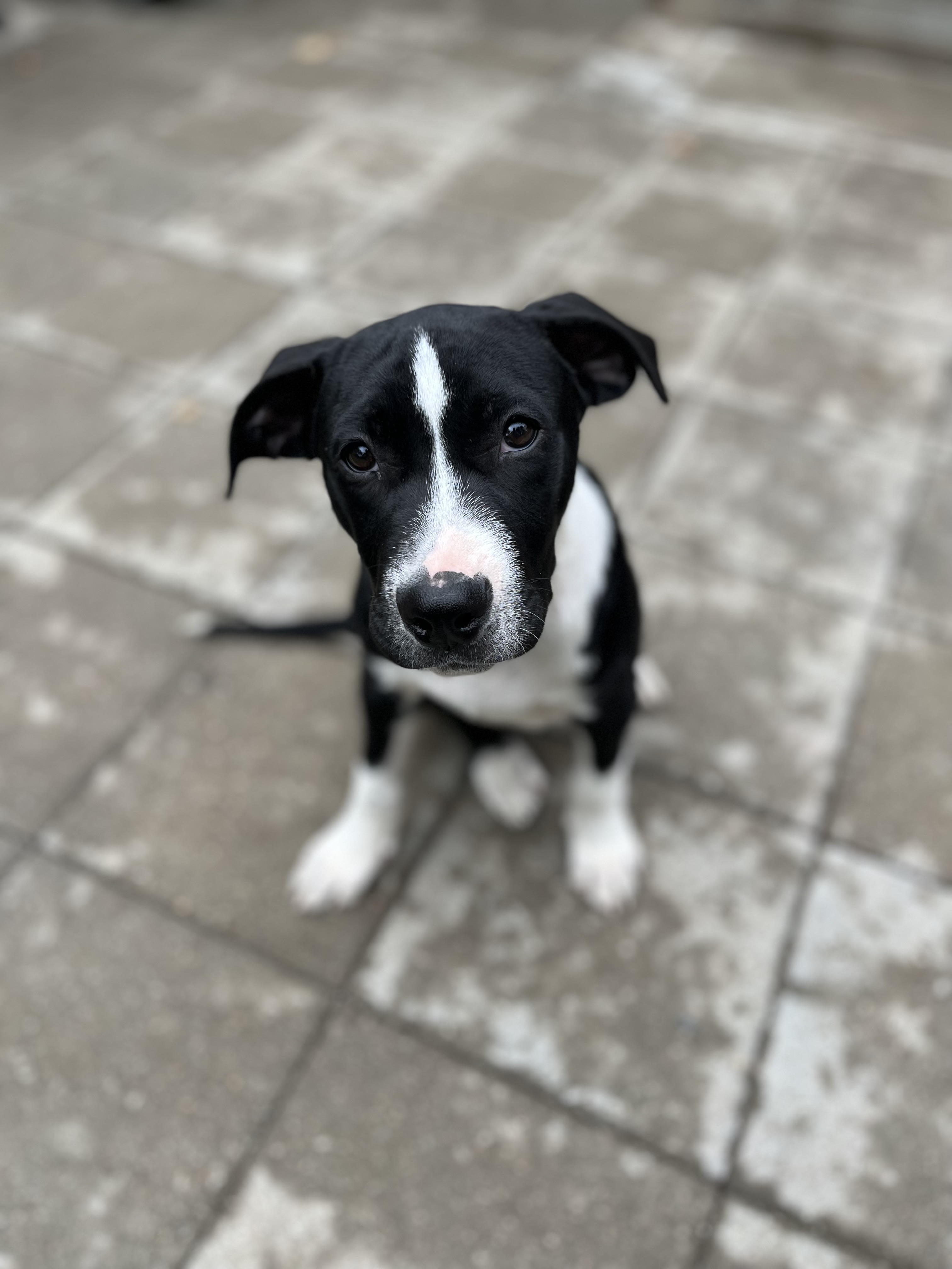 Rolo