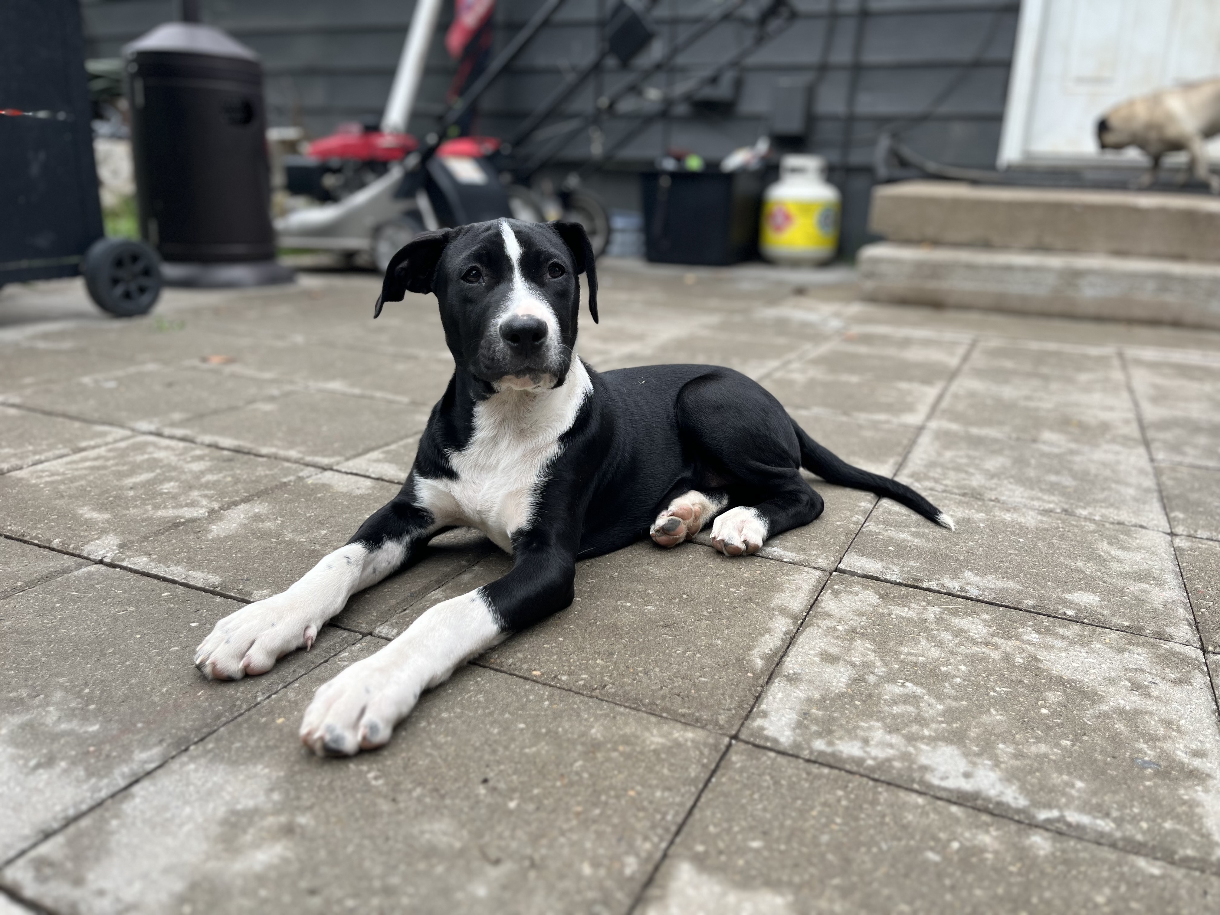 Rolo