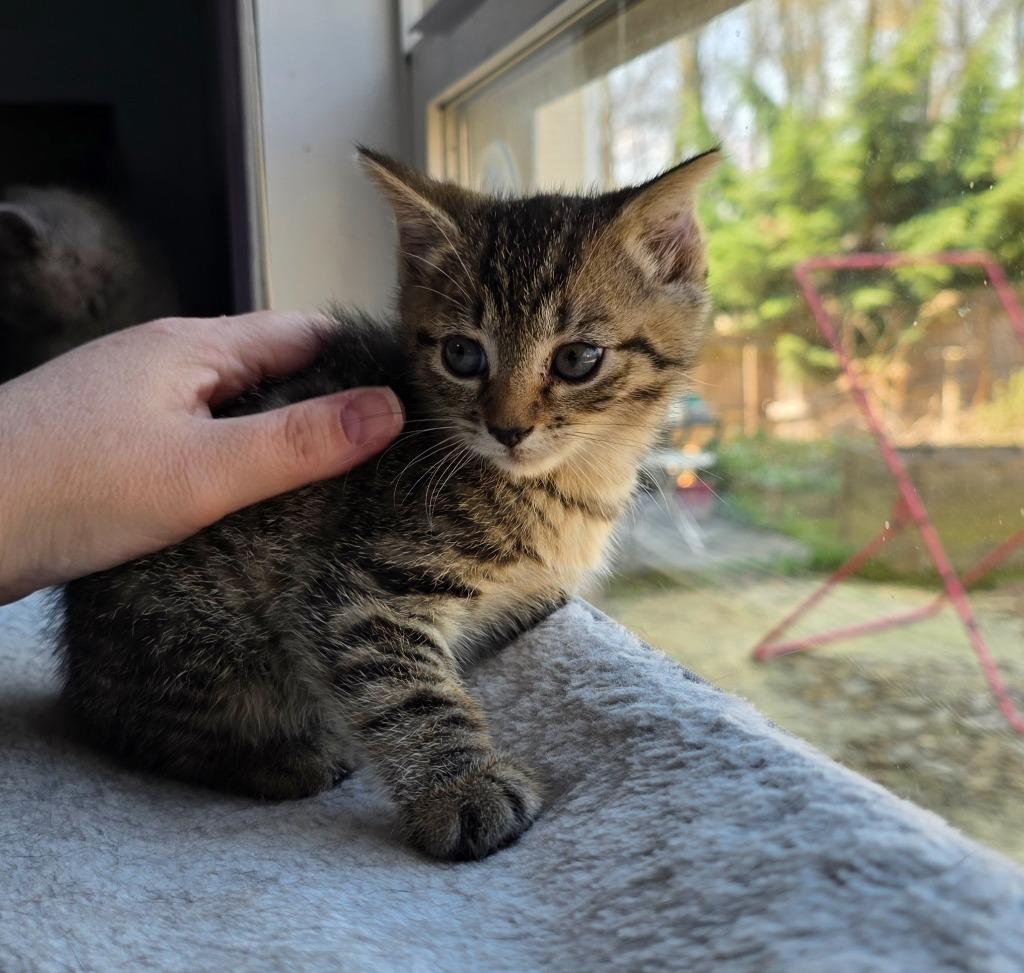 Applecheeks, a Adoptable mixed breed in Buford, GA image 3/6