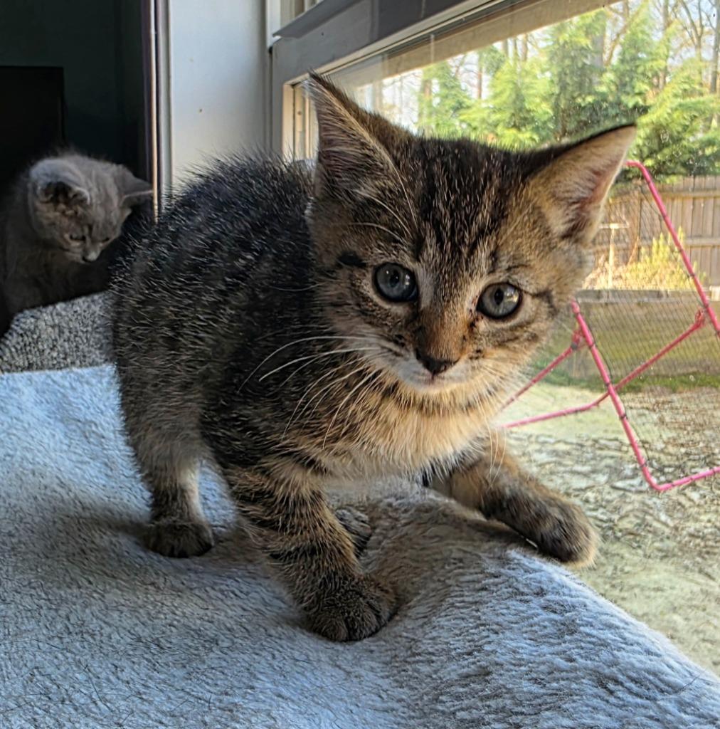 Applecheeks, a Adoptable mixed breed in Buford, GA image 5/6