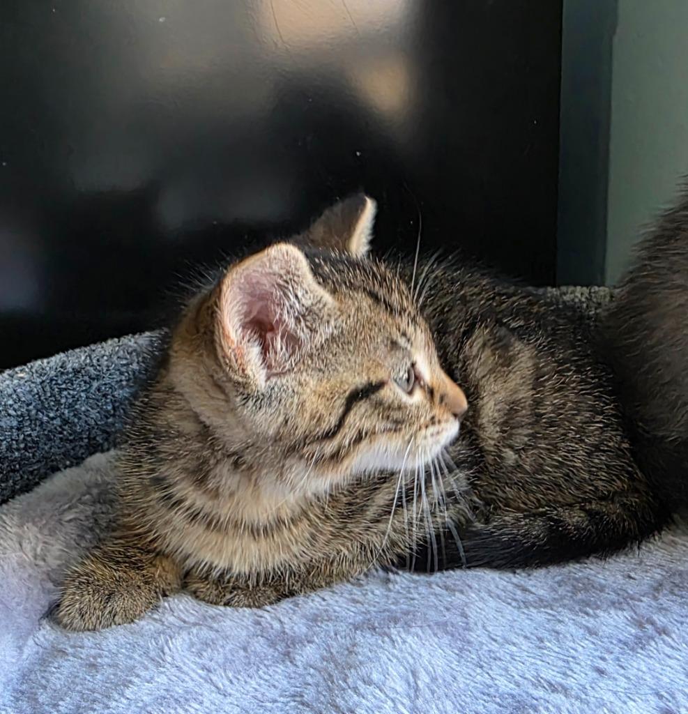 Applecheeks, a Adoptable mixed breed in Buford, GA image 6/6