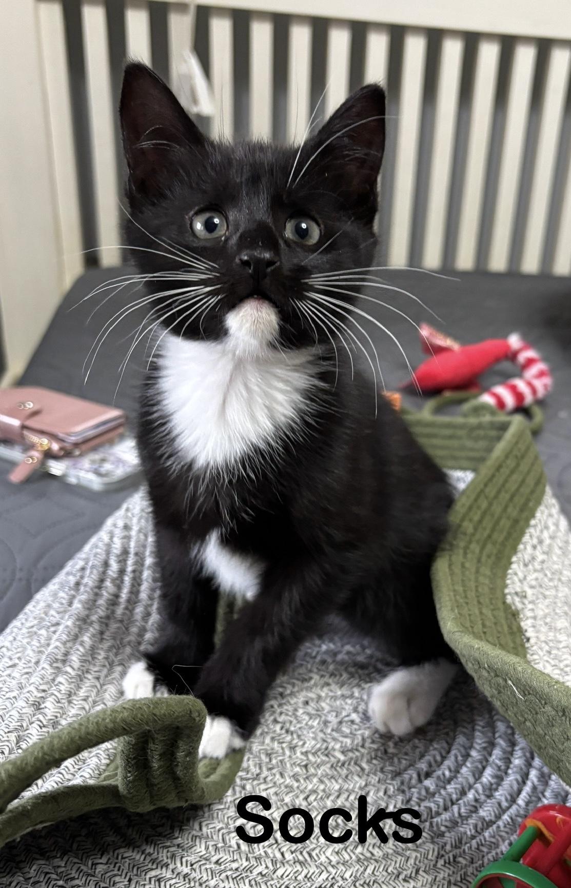 Socks , adopted, Kitten Male Domestic Short Hair.