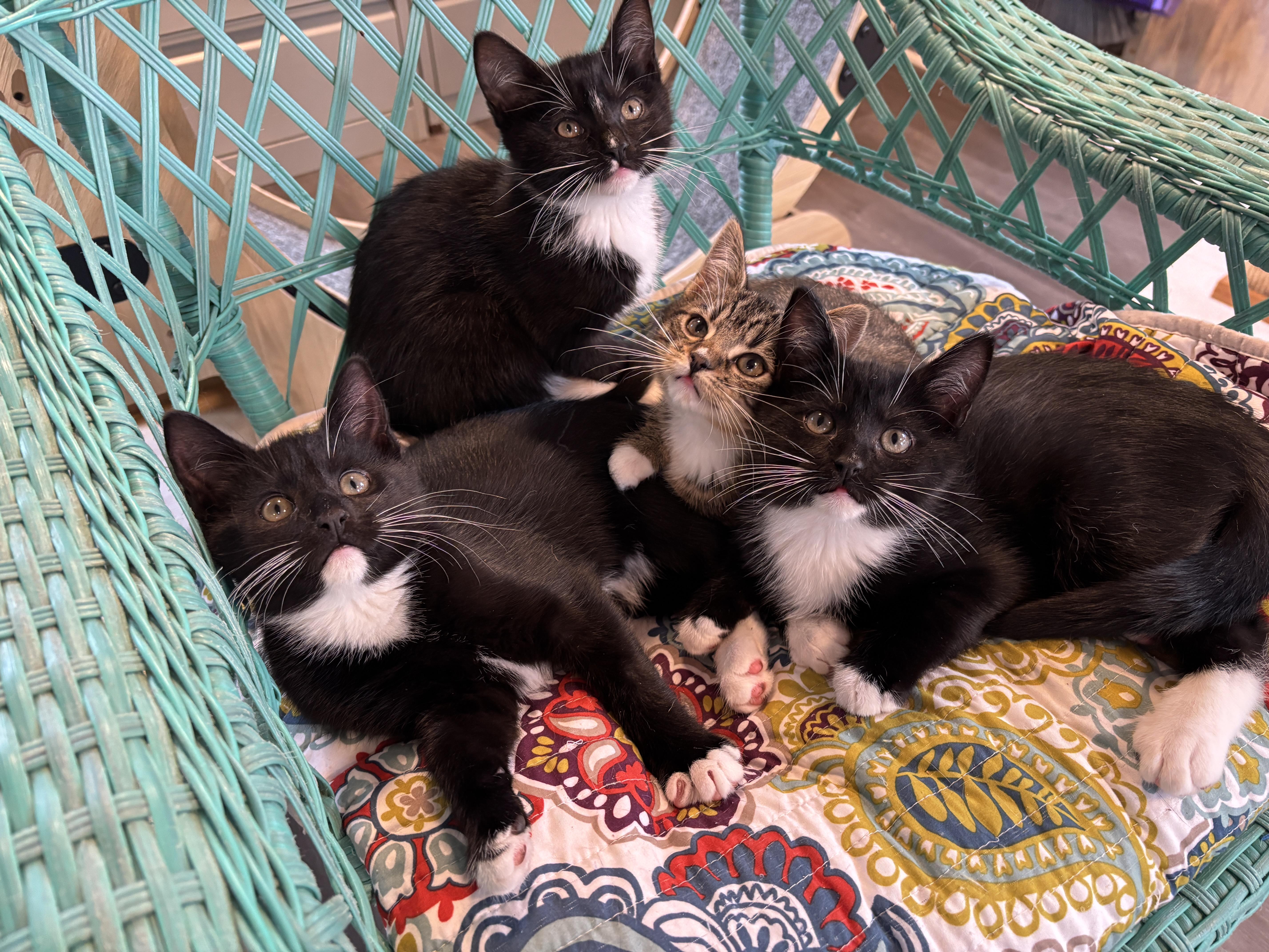 Enlarge Socks , an adopted mixed breed in Vineyard Haven, MA image 2/4