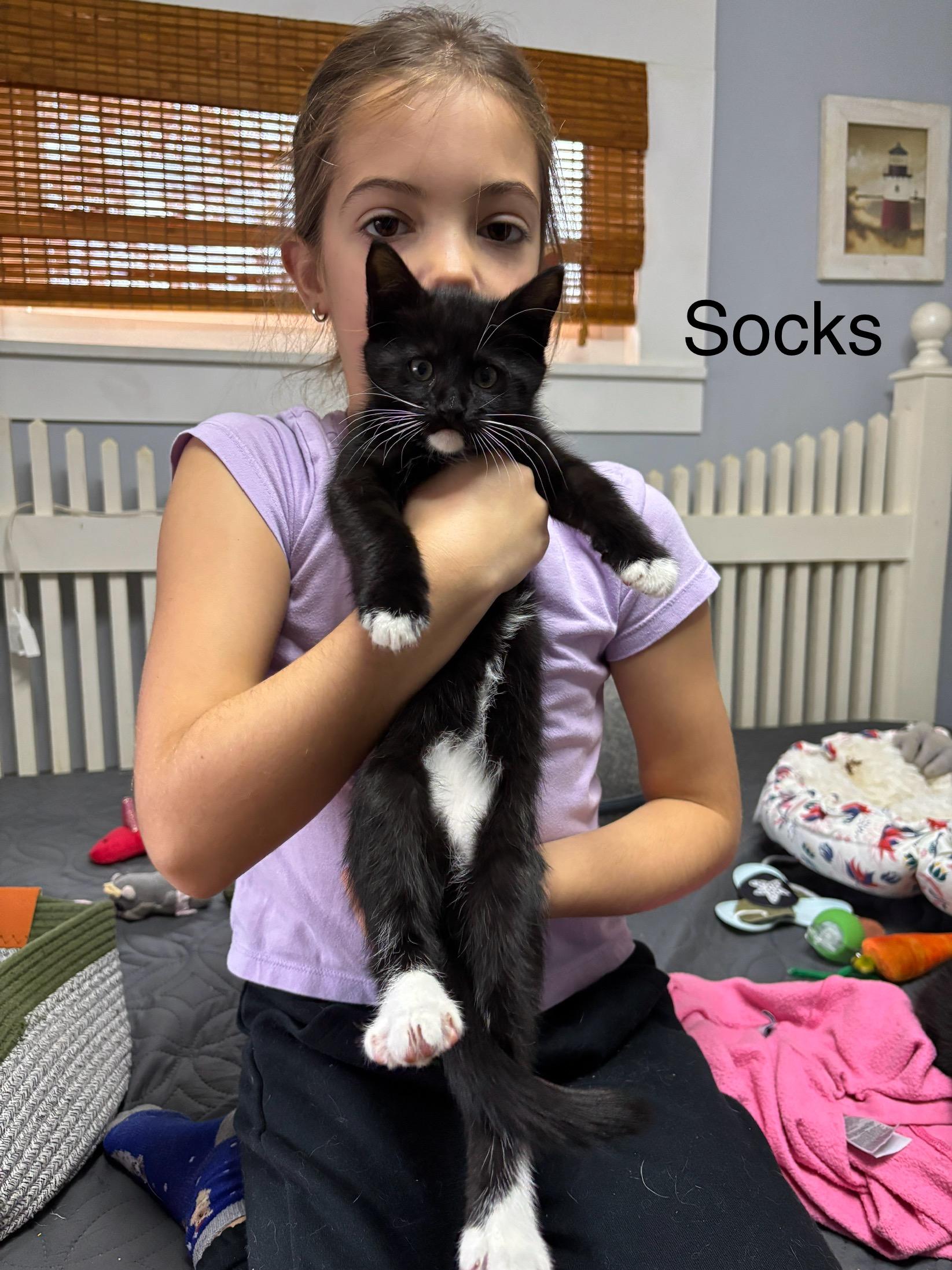 Socks , adopted, Kitten Male Domestic Short Hair.