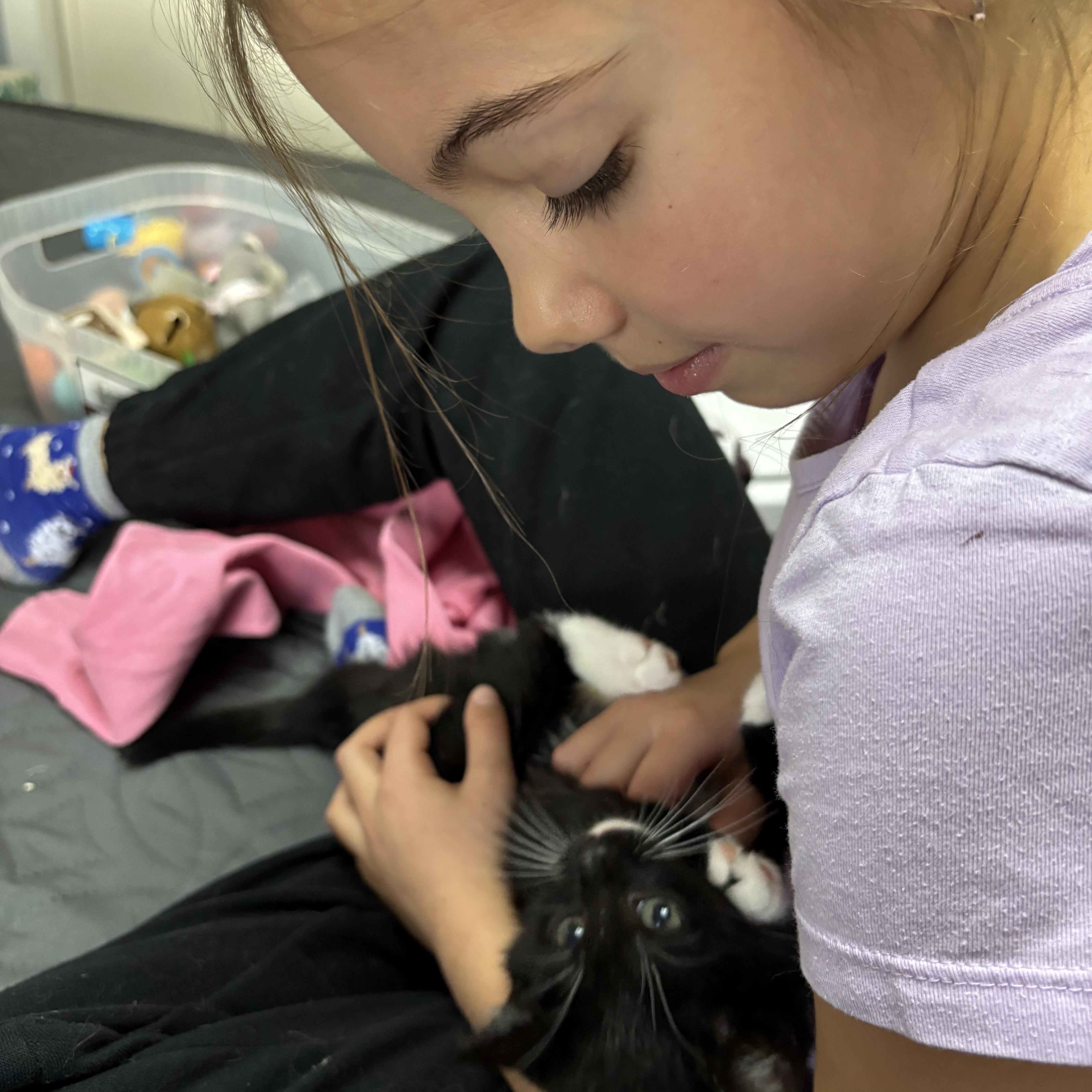 Enlarge Socks , an adopted mixed breed in Vineyard Haven, MA image 4/4