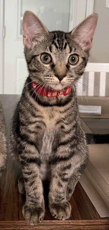 Waffles, a Adoptable mixed breed in Atlanta, GA image 2/3