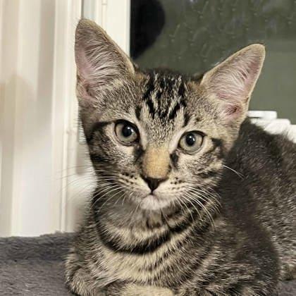 Waffles, a Adoptable mixed breed in Atlanta, GA image 3/3