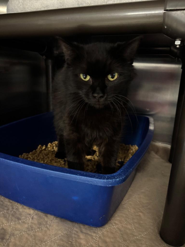 Reign, Adoptable, Young Female Domestic Long Hair.