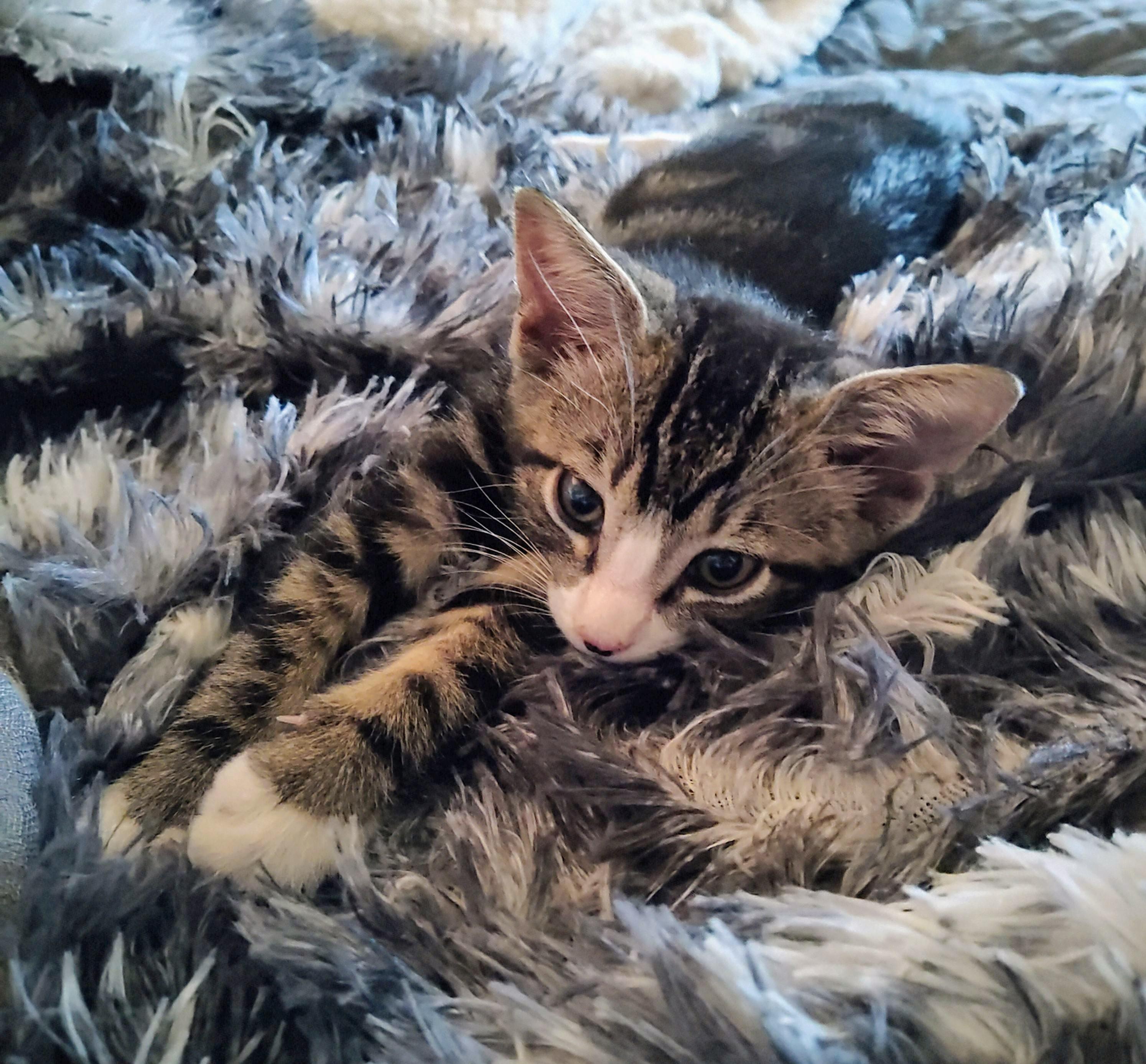 Nicolo, a Adoptable Domestic Short Hair in Naples, FL image 5/5