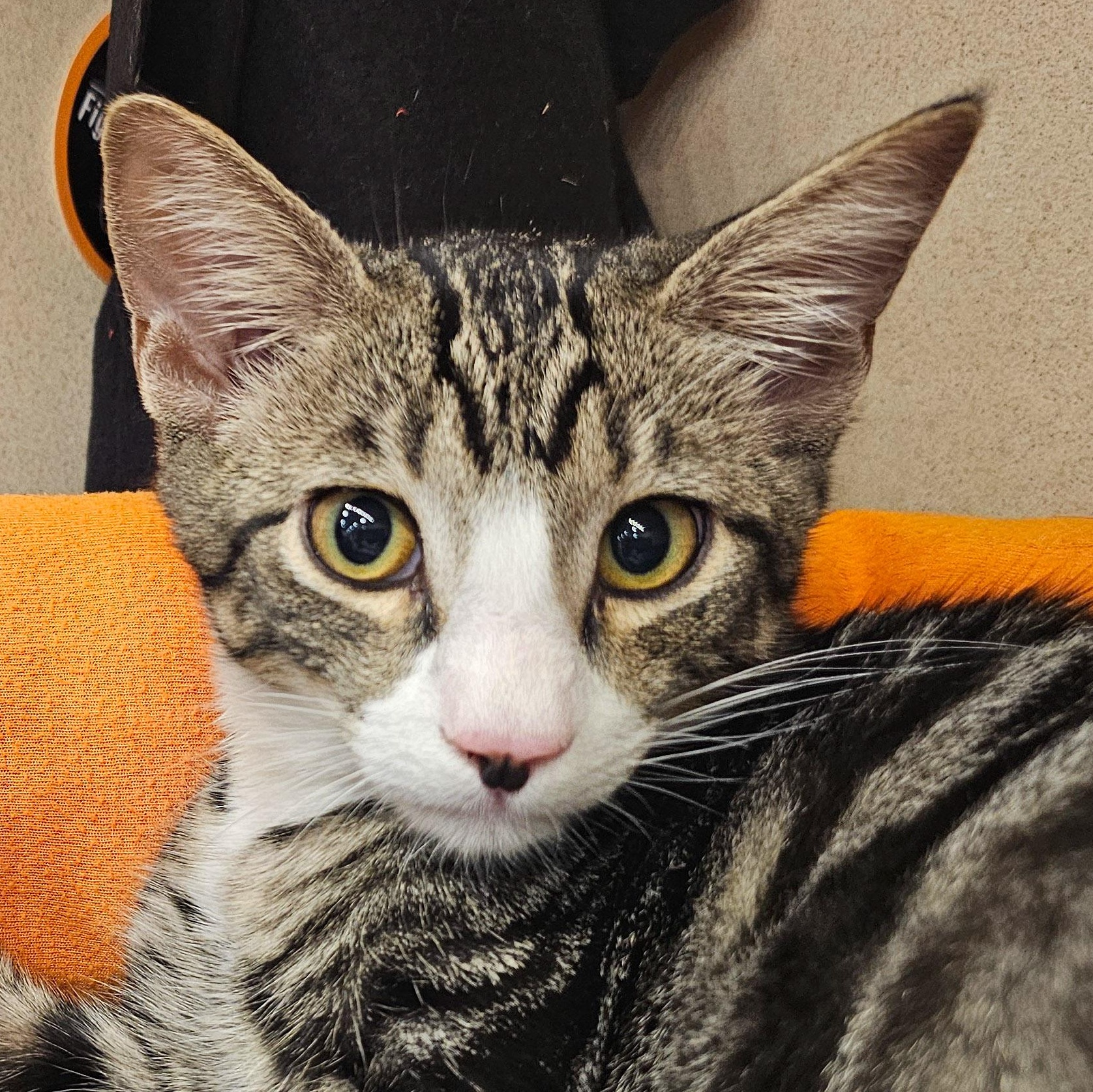 Nicolo, Adoptable, Young Male Domestic Short Hair.