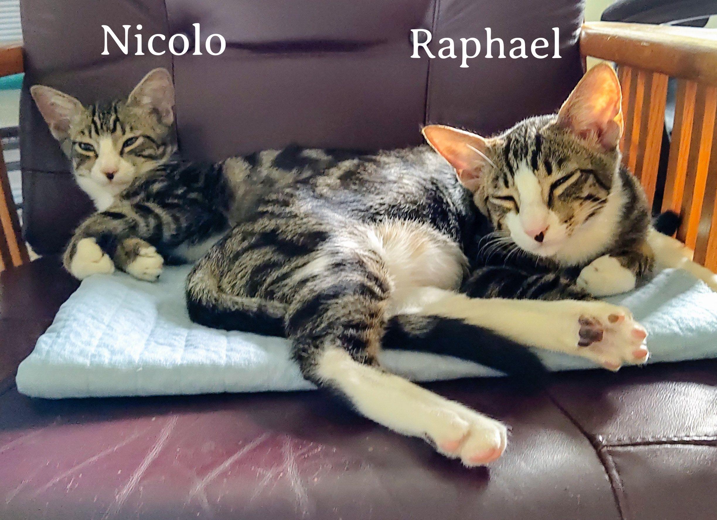 Nicolo, a Adoptable Domestic Short Hair in Naples, FL image 2/5