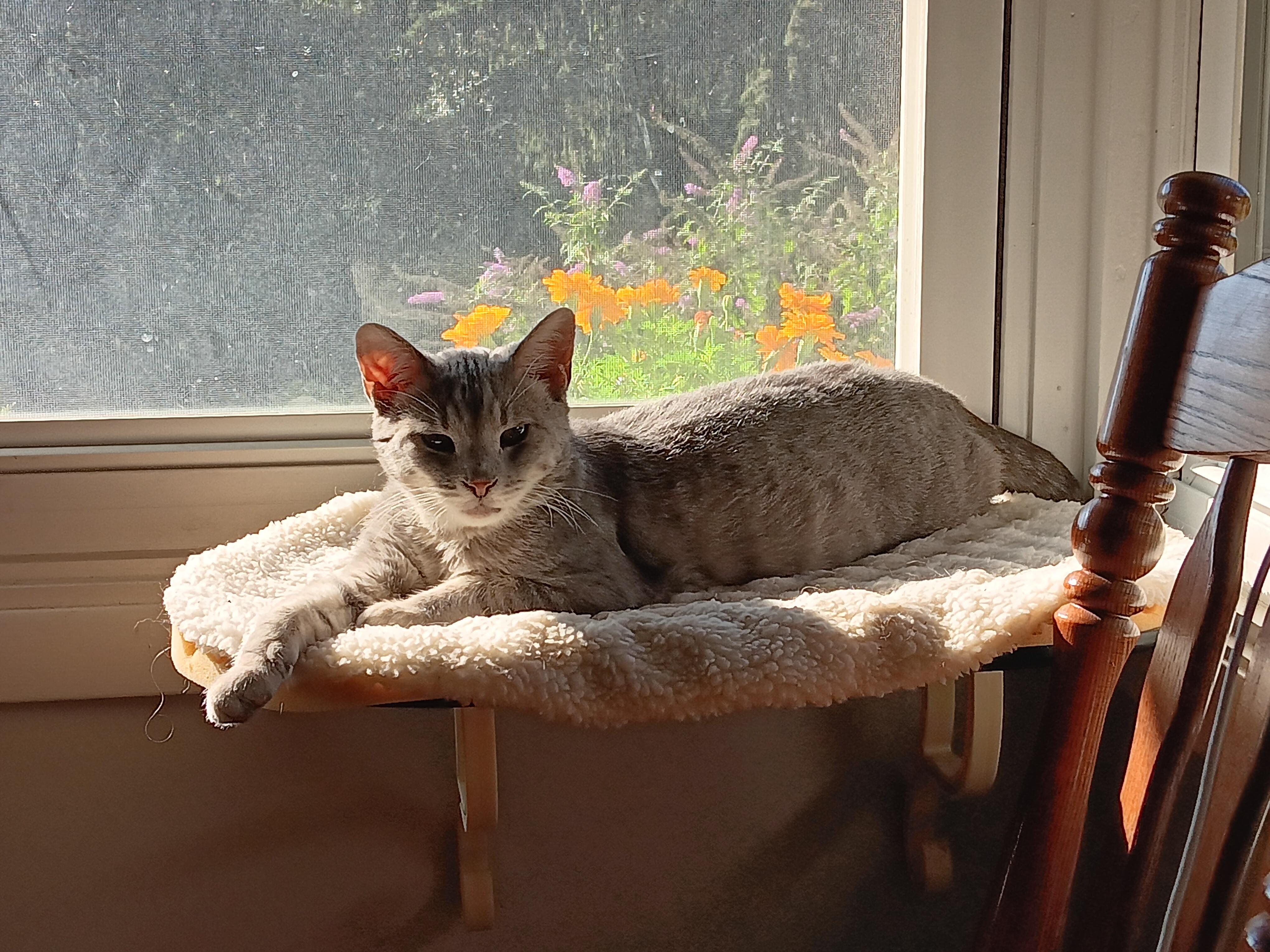 Marshallc thumbnail 5