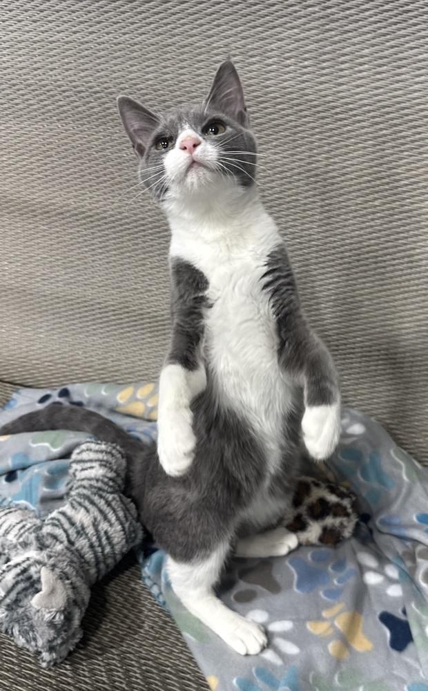 Vesuvius, Adoptable, Young Male Domestic Short Hair.