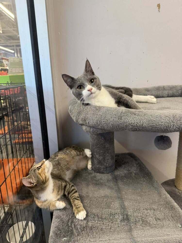 Enlarge Vesuvius, a Adoptable mixed breed in Jackson, GA image 2/6