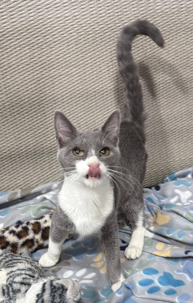 Enlarge Vesuvius, a Adoptable mixed breed in Jackson, GA image 3/6