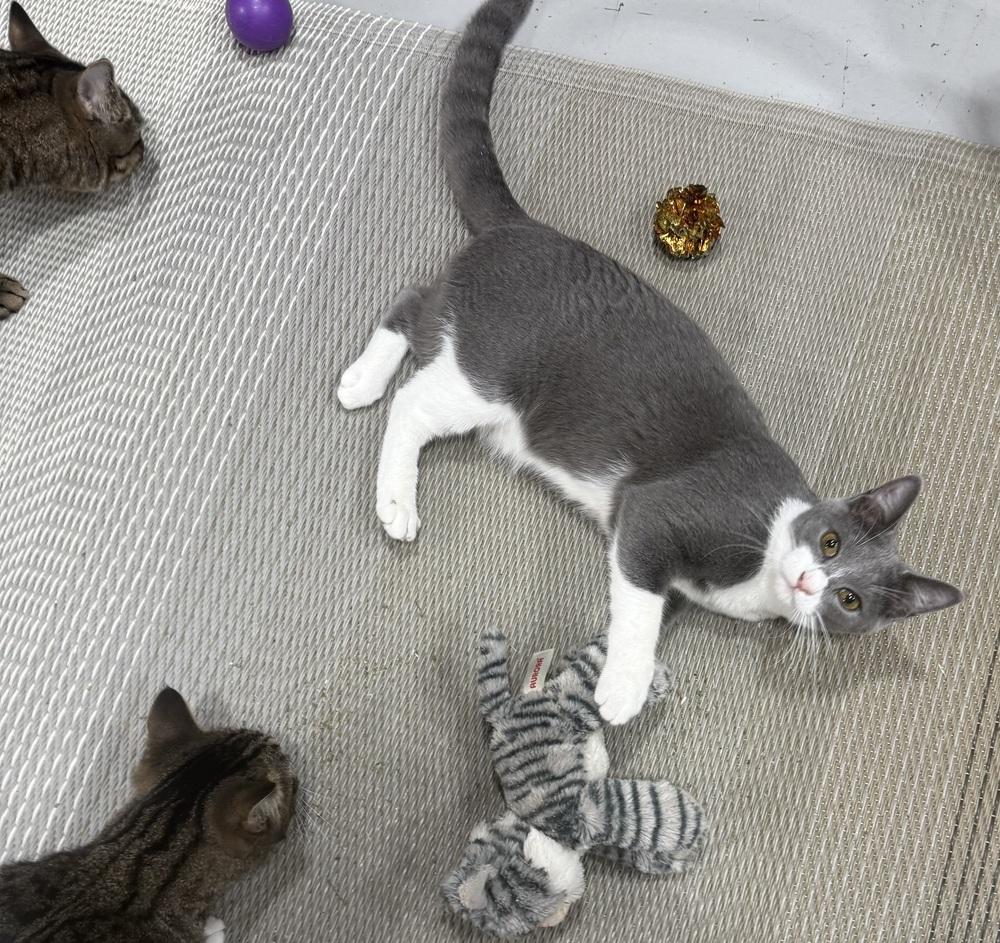 Enlarge Vesuvius, a Adoptable mixed breed in Jackson, GA image 4/6