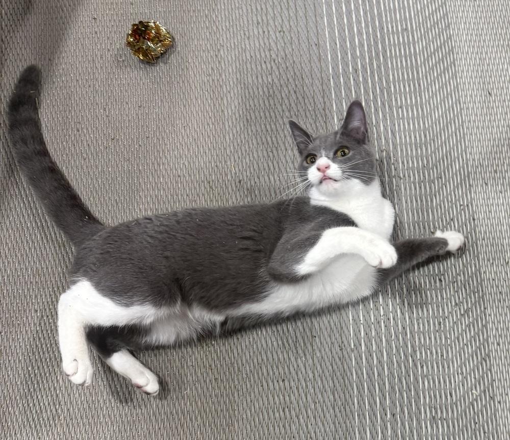 Enlarge Vesuvius, a Adoptable mixed breed in Jackson, GA image 5/6