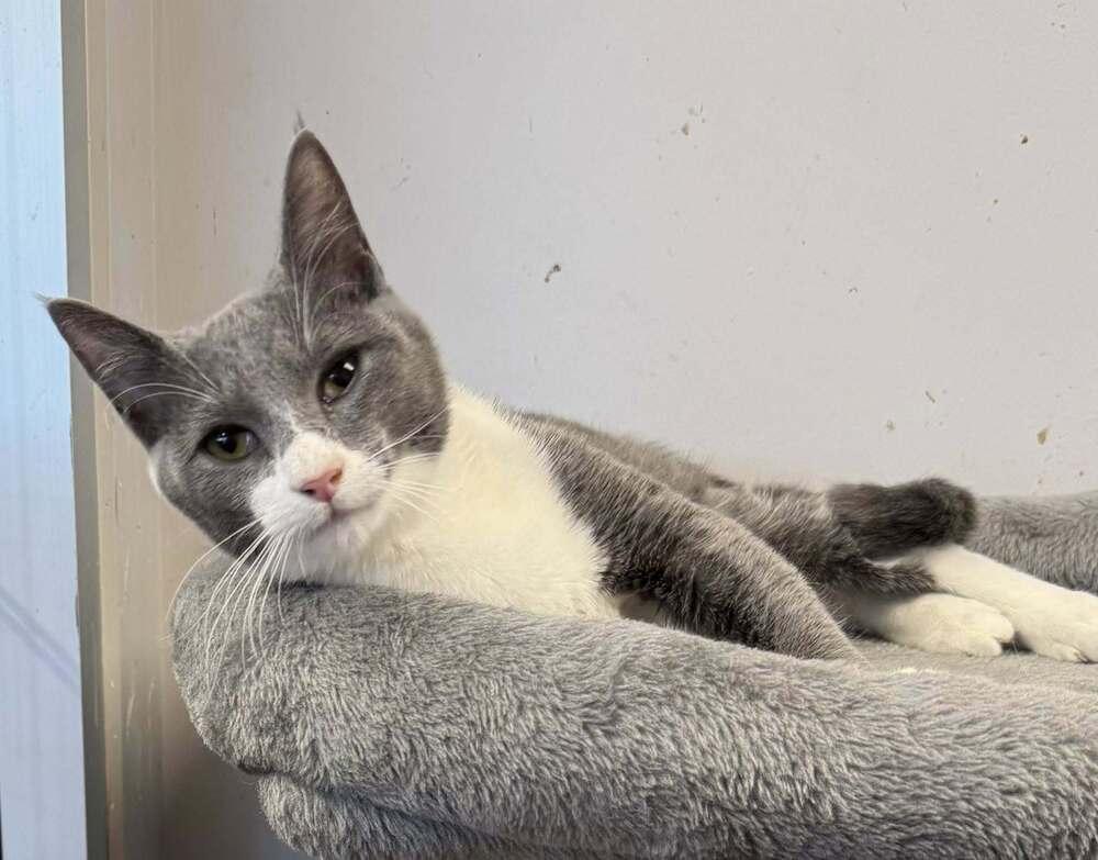 Enlarge Vesuvius, a Adoptable mixed breed in Jackson, GA image 6/6