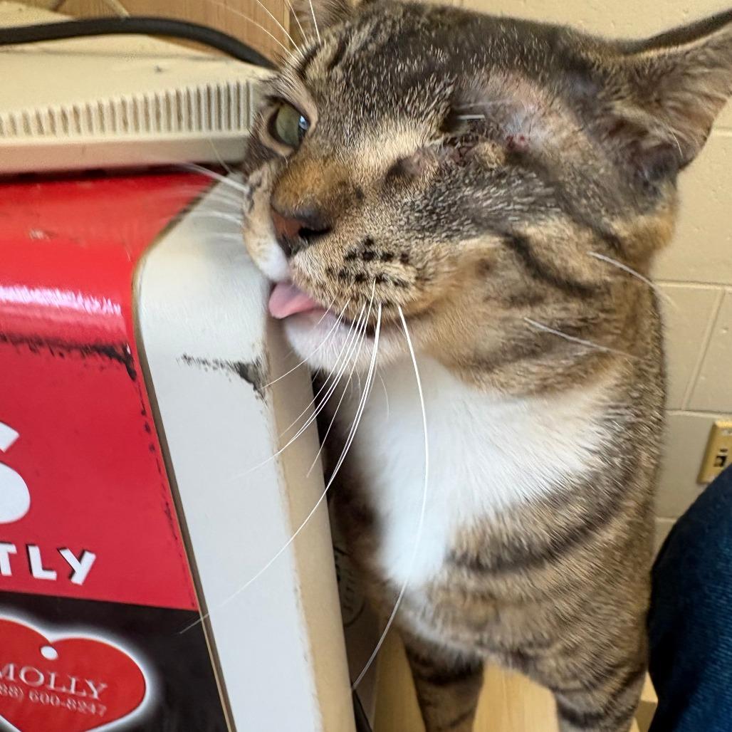 Tom, Adoptable, Young Male Domestic Short Hair.