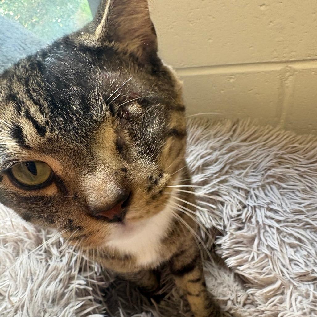 Enlarge Tom, a Adoptable Domestic Short Hair in Brockton, MA image 2/2