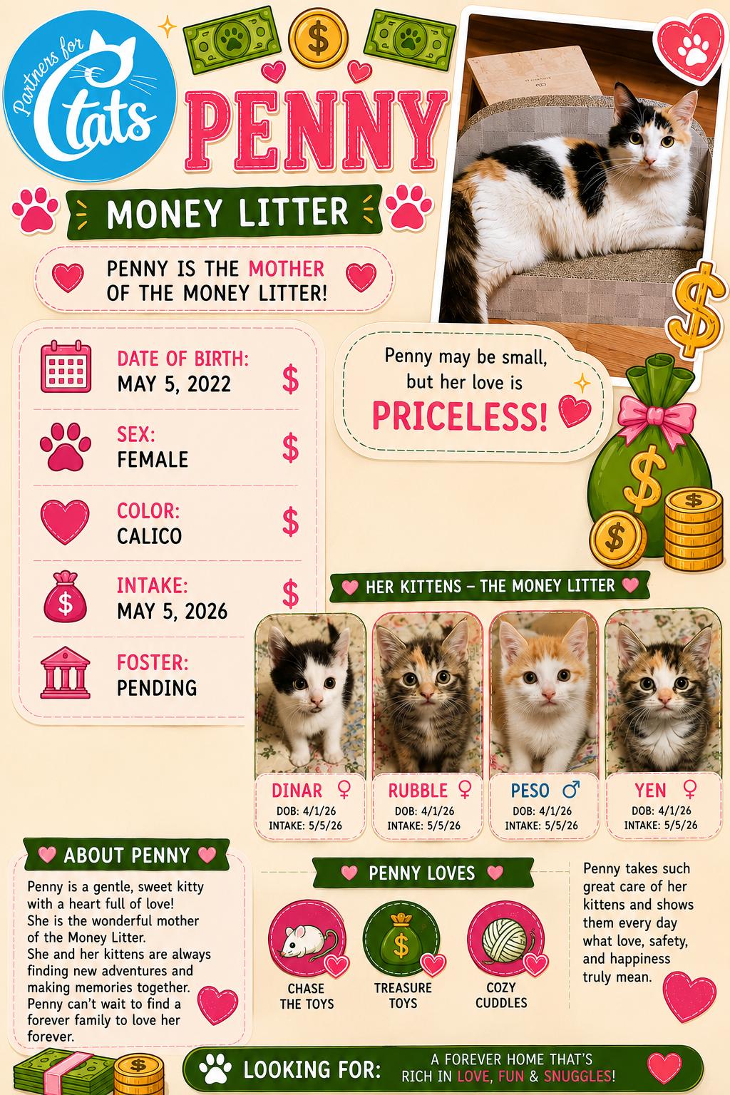 Penny, Adoptable, Adult Female Domestic Long Hair.