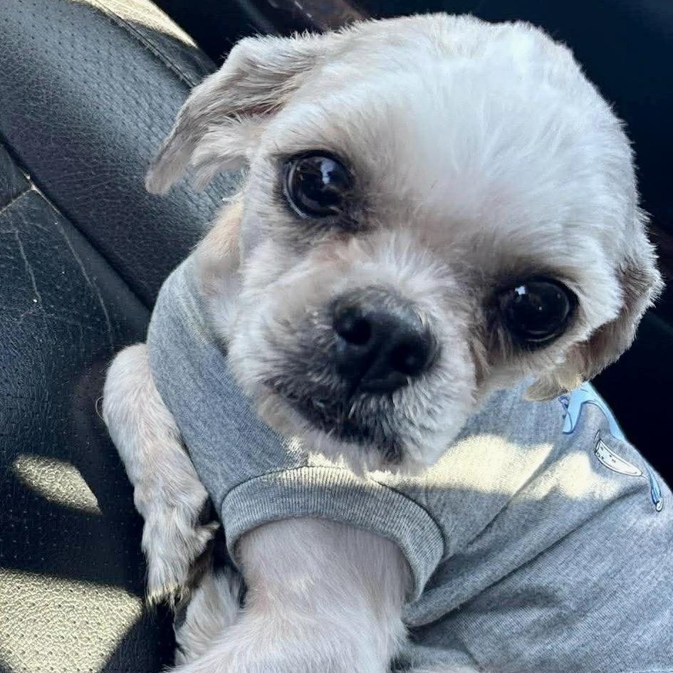 Enlarge Sullivan East, an adopted Shih Tzu in Plano, TX image 3/3