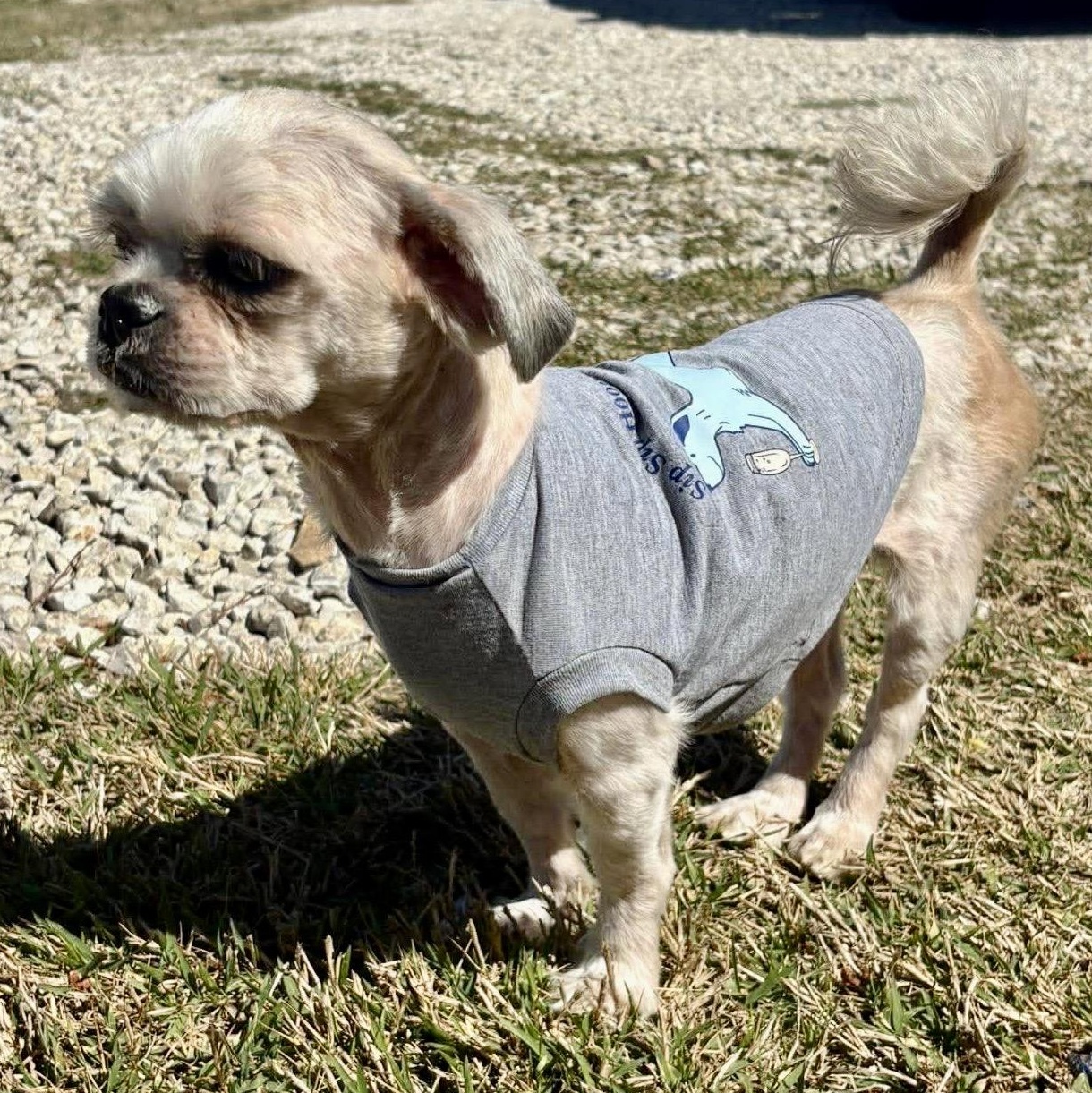 Enlarge Sullivan East, an adopted Shih Tzu in Plano, TX image 2/3