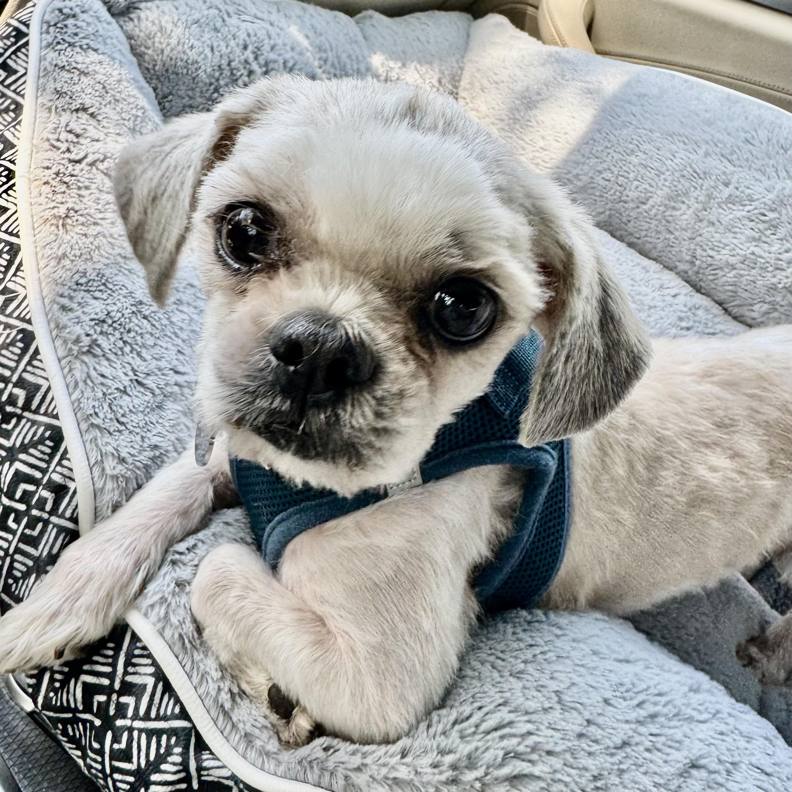 Enlarge Sullivan East, an adopted Shih Tzu in Plano, TX image 1/3