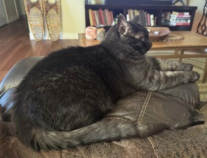 Indigo (Mosely), Adoptable, Young Male Domestic Short Hair & Domestic Short Hair.