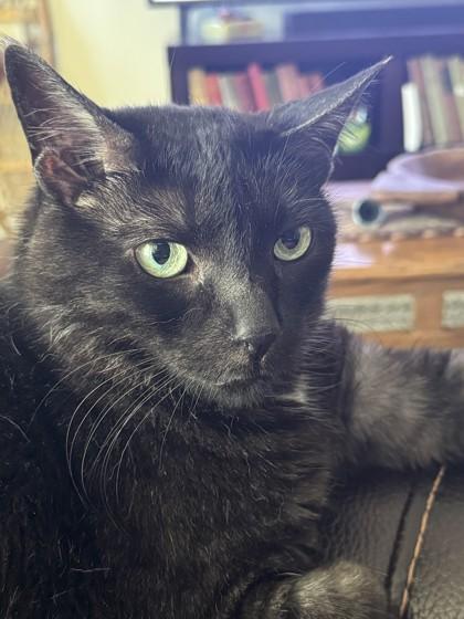 Enlarge Indigo (Mosely), a Adoptable mixed breed in Simcoe, ON image 2/3