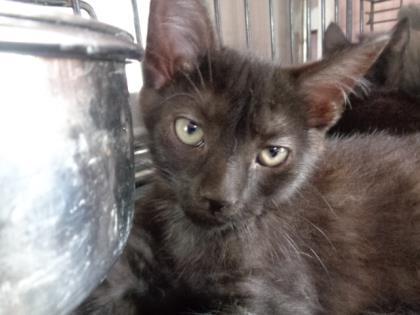 Enlarge Indigo (Mosely), a Adoptable mixed breed in Simcoe, ON image 3/3