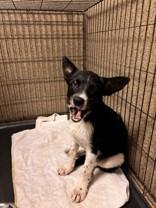 Tito, ADOPTABLE, Puppy Male Australian Cattle Dog / Blue Heeler.