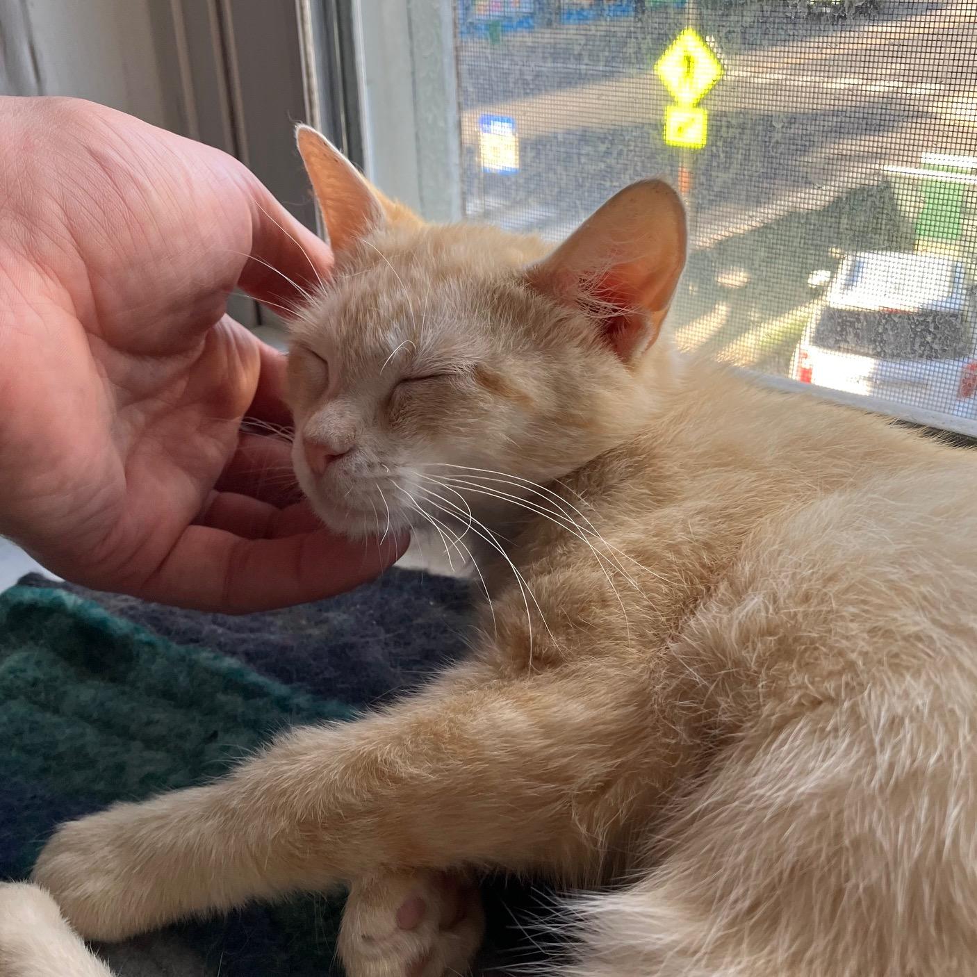 Enlarge Stevie Nicks, a ADOPTABLE Domestic Short Hair in Chicago, IL image 3/5