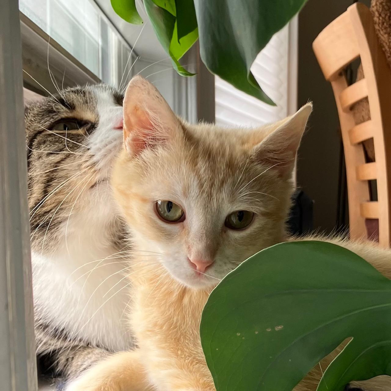 Enlarge Stevie Nicks, a ADOPTABLE Domestic Short Hair in Chicago, IL image 1/5