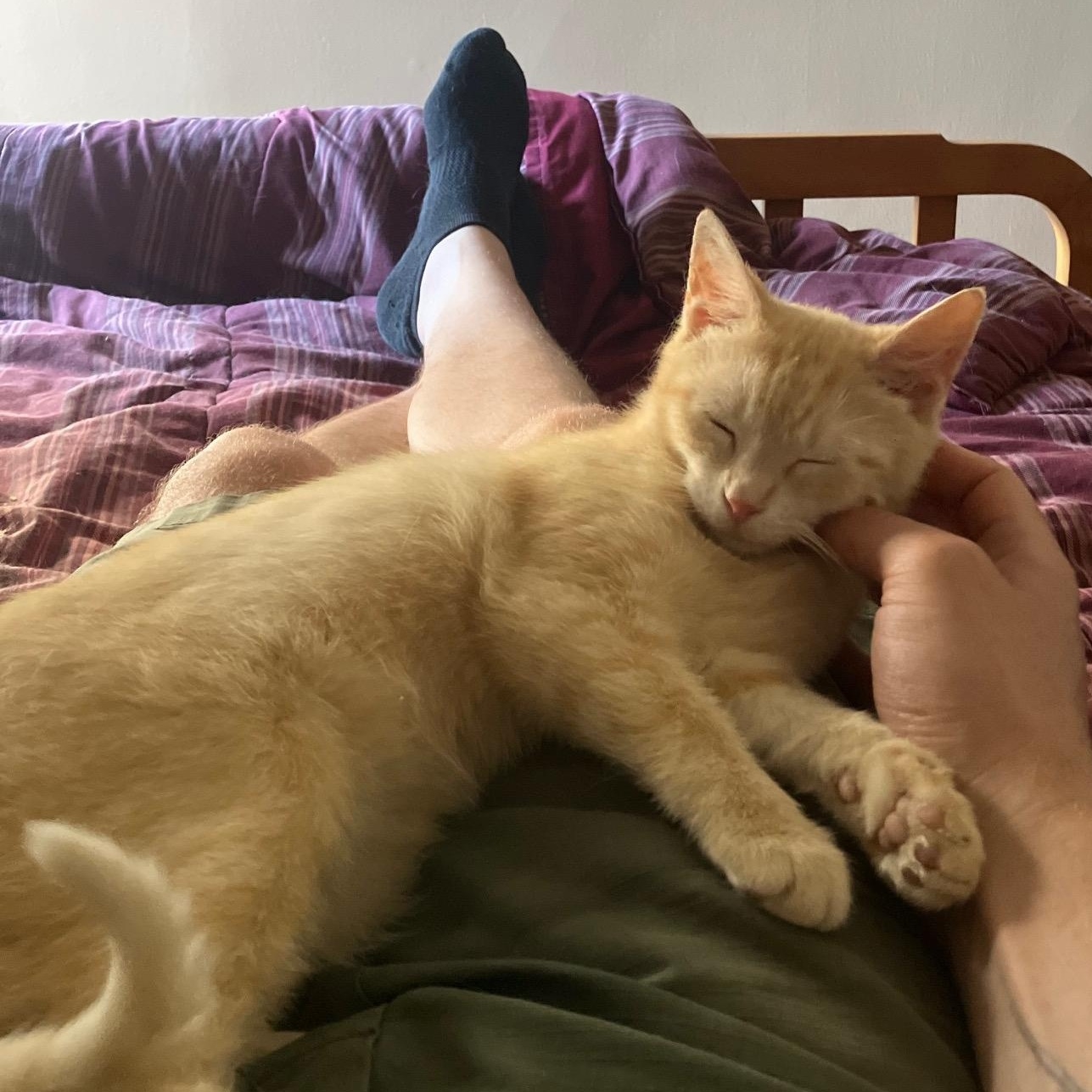 Enlarge Stevie Nicks, a ADOPTABLE Domestic Short Hair in Chicago, IL image 2/5